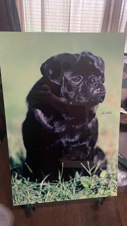 Pet portrait metal print — pug